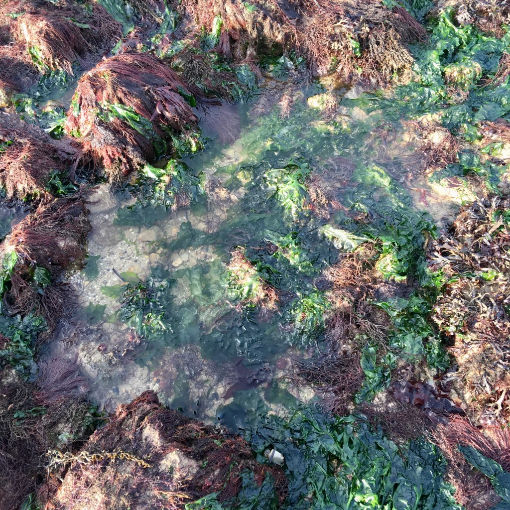 Rocks, low water springs, seaweed, tides, sea swimming, Orange Hat Ladies, wild swimming, swimming women