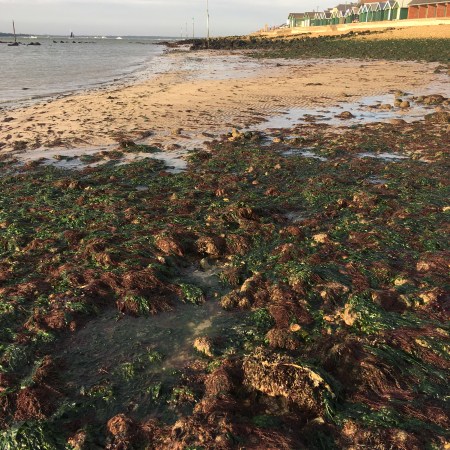 Gurnard, low tide, Orange Hat Ladies, sea swimming, tides, wild swimming, women swimmers, Isle of Wight