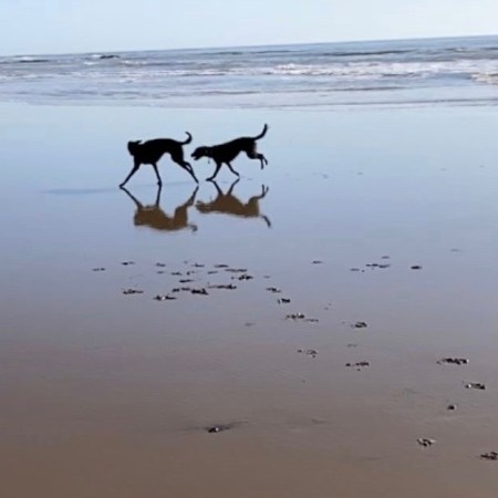 orange hat ladies, dogs, swimming