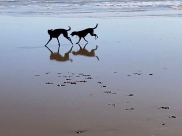 You can take a dog to water…