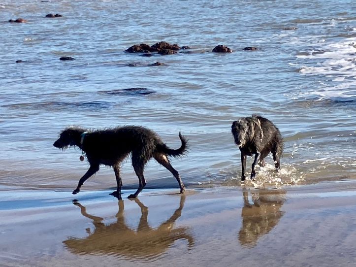 orange hat ladies, dogs, swimming
